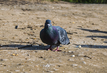 City pigeons. Pigeons in the city. Close-up