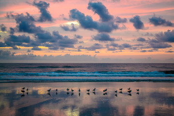 Seagulls in the sunrise on a Florida beach. 