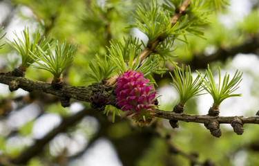 Young cone. Cones in a coniferous forest