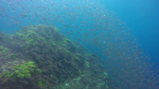Sardines fish underwater in ocean