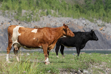 Fototapeta na wymiar Two cows graze by the lake
