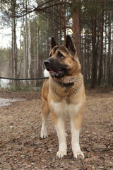 a big dog on a walk on a leash, drooling flews