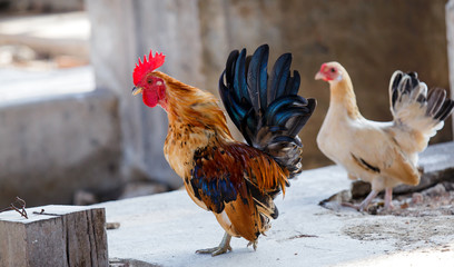 Bantam little beautiful poultry