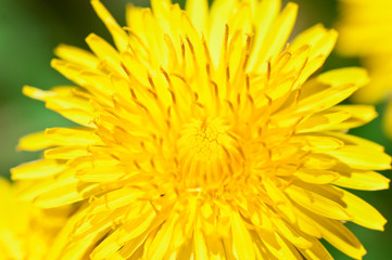 yellow dandelion, close up
