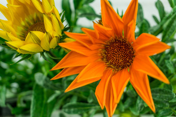 Orange and yellow flower with green leaves in the garden at sunshine