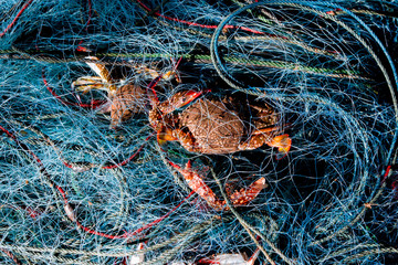 Blue crab and fishnet after fishery