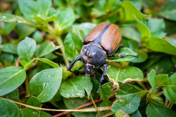 Scarab close-up view