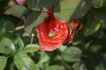 Palomena prasina / shield bug on Rose flower - obrazy, fototapety, plakaty