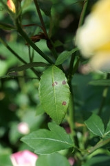 Black Spot of Rose / Diplocarpon rosea / Marssonina rosae - obrazy, fototapety, plakaty