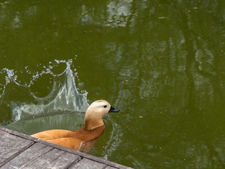 Коричневая утка плещется в воде.A brown duck splashes in the water. - obrazy, fototapety, plakaty