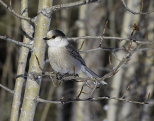 Grey jay