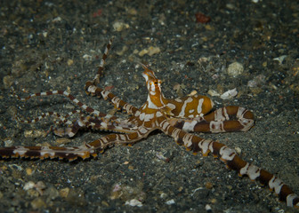 Wonderpus octopus (Wunderpus photogenicus) walking over the sand bottom in Lembeh Strait , Indonesia