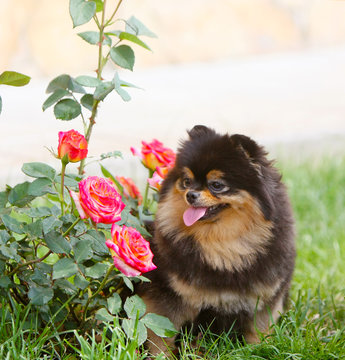 A beautiful black German breed dog sitting next to a bush of roses. The puppy looks at the bright flowers.