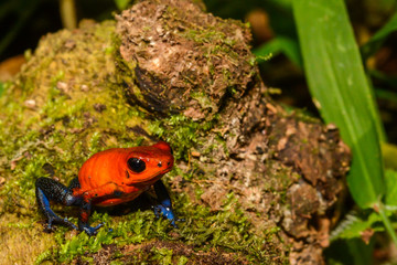 A close up of a Strawberry Poison Dart Frog