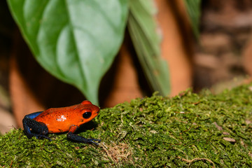 A close up of a Strawberry Poison Dart Frog