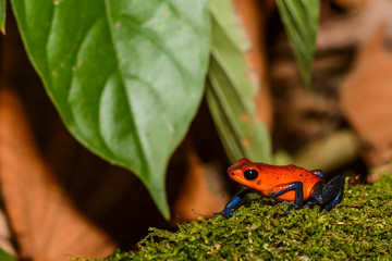 A close up of a Strawberry Poison Dart Frog