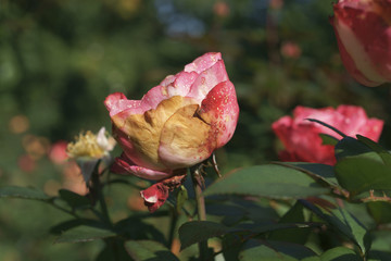Gray mold and anthracnose on the rose  / Botrytis cinerea / Botryotinia