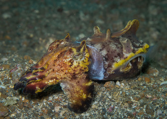 Flamboyant Cuttlefish (Metasepia pfefferi),Amazing the most beautiful cuttlefish walking over the sand bottom in Lembeh Strait , Indonesia