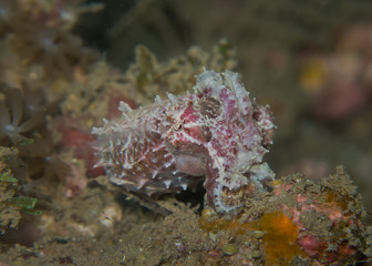 Fototapeta na wymiar Action of Pygmy cuttlefish ( Sepia bandensis ) at Lembeh strait, Indonesia. This tiny, not over 2 cm. long