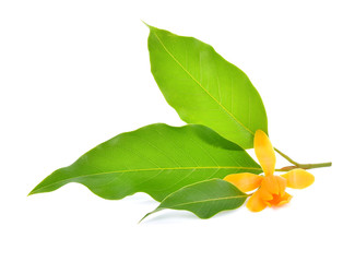 White Champaka flower