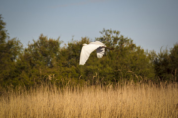Garza blanca alzando el vuelo sobre los humedales de las Tablas de Daimiel en Ciudad Real