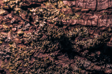 macro bark texture grungy