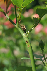 cladardis elongatula / ardis brunniventris / Caterpillar feeds inside the shoot