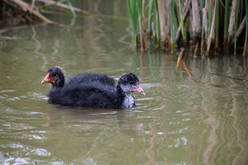 Which one is which, two Eurasian Coot chicks facing in opposite directions