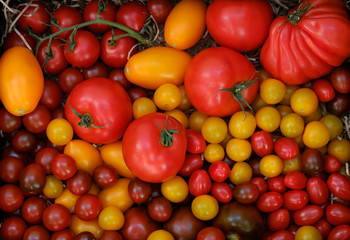 Different varieties of ripe tomato harvest
