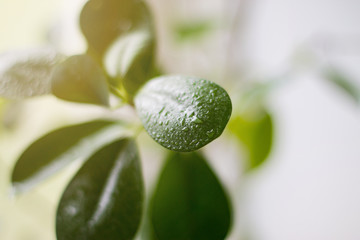 Drops of water on the green leaves of the flower. Light background