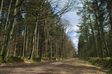 Fototapeta premium Langer Weg durch einen Wald