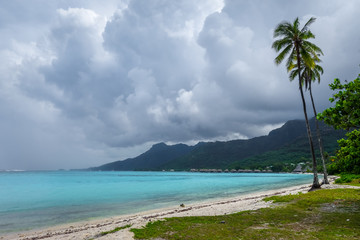 Palm trees on Temae Beach in Moorea island