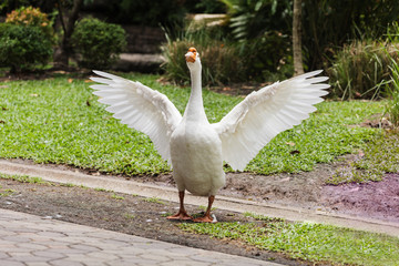 Geese in the garden