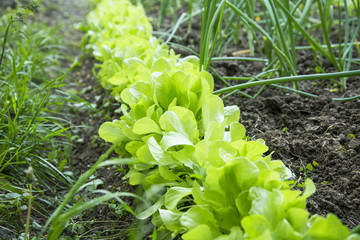 Fresh young lettuce row in the garden, organic lettuce growing , gardening