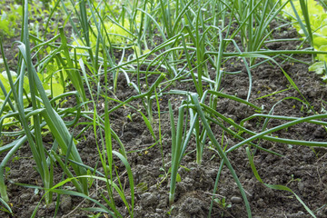 Fresh green onion harvest in the garden, organic vegetables gardening