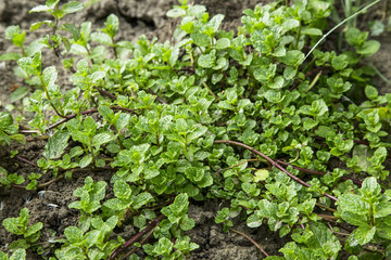 Fresh aromatic mint herb growing in the garden