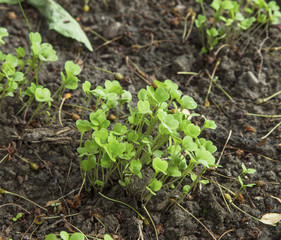 Fresh organic arugula sprouts heap growing in the garden