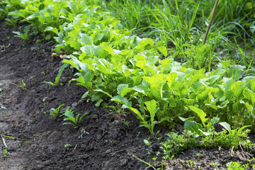 Young radish harvest row in the garden, green young leaves of radishes harvest growing in organic vegetables garden