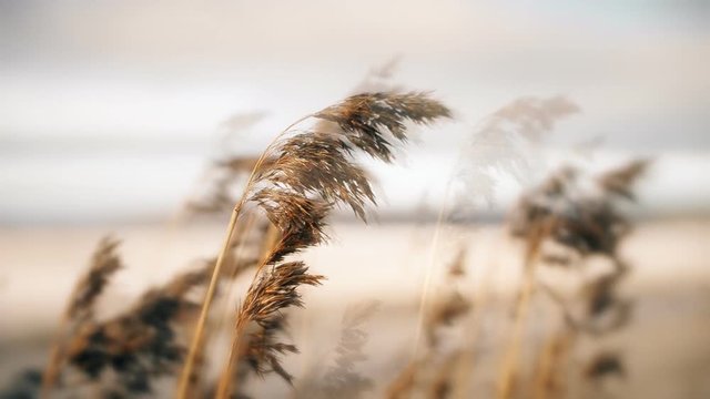 Dry bulrush near the frozen sea in early spring.