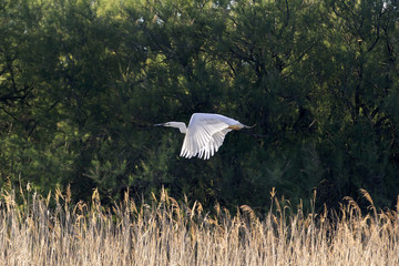 Garza blanca alzando el vuelo sobre los humedales de las Tablas de Daimiel en Ciudad Real