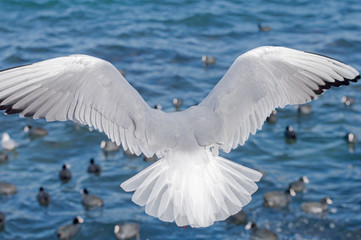 The sea gull