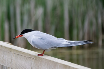 Common Tern perched on a wooden fence with reeds in the background