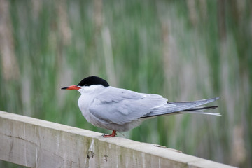 Common Tern perched on a wooden fence with reeds in the background