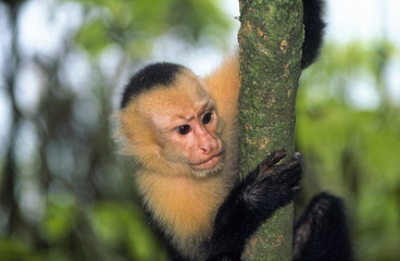 Capuchin monkey clinging to a tree trunk, portrait, animals in wilderness, Costa Rica, Central America