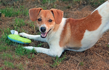 brown and white dog with green toy