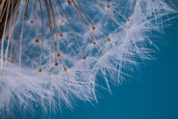 Faded Dandelion in blue