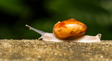 Snail walking on white