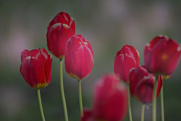 Tulips with a colorful background on a field 