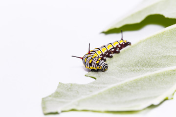 Caterpillar of plain tiger butterfly eating leaf