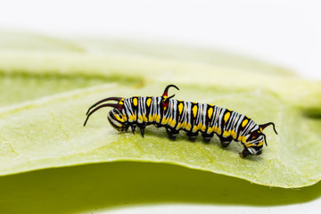 Caterpillar of plain tiger butterfly eating leaf